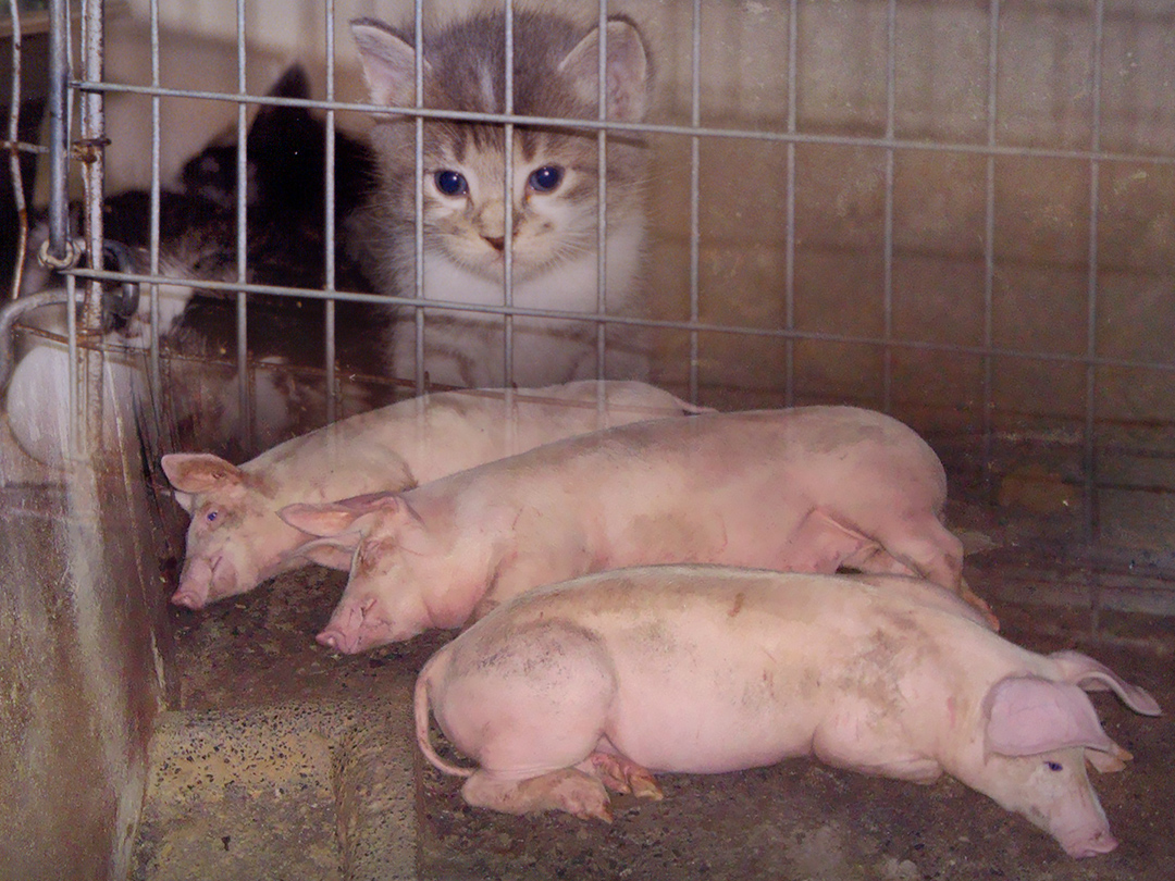 Relief for cats and pigs at Maryland and Indiana medical school labs. Kinship Circle