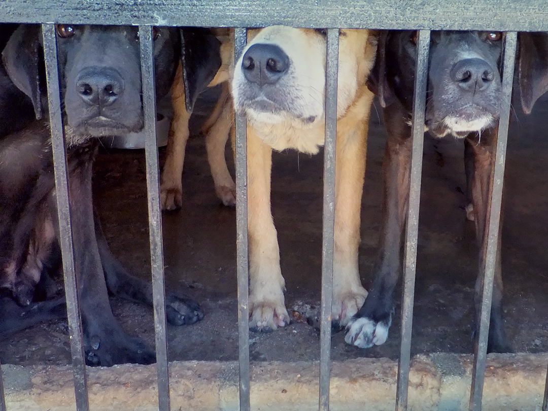 Officials improve Hyderabad dog prison-pounds in India. Kinship Circle'