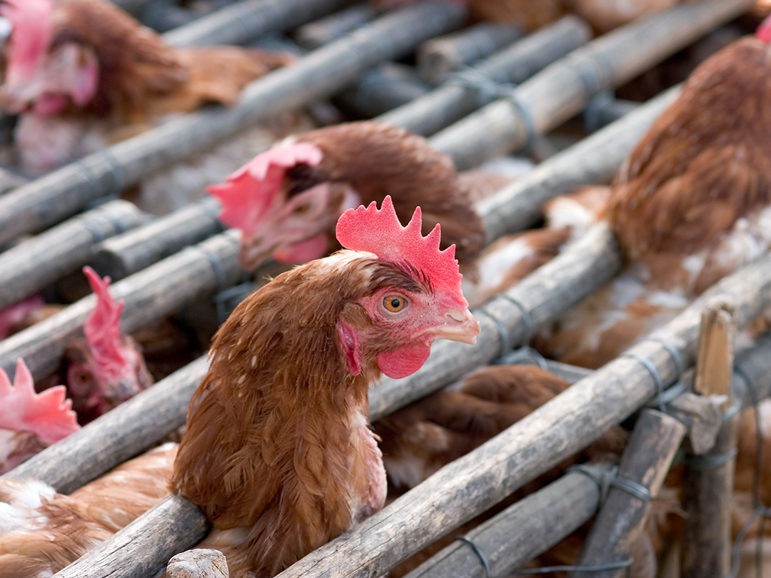 New rule bans live animal retail at California markets. Kinship Circle