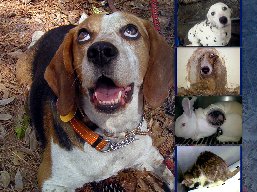 Research lab staff in NC are indicted on felony animal cruelty charges. Kinship Circle