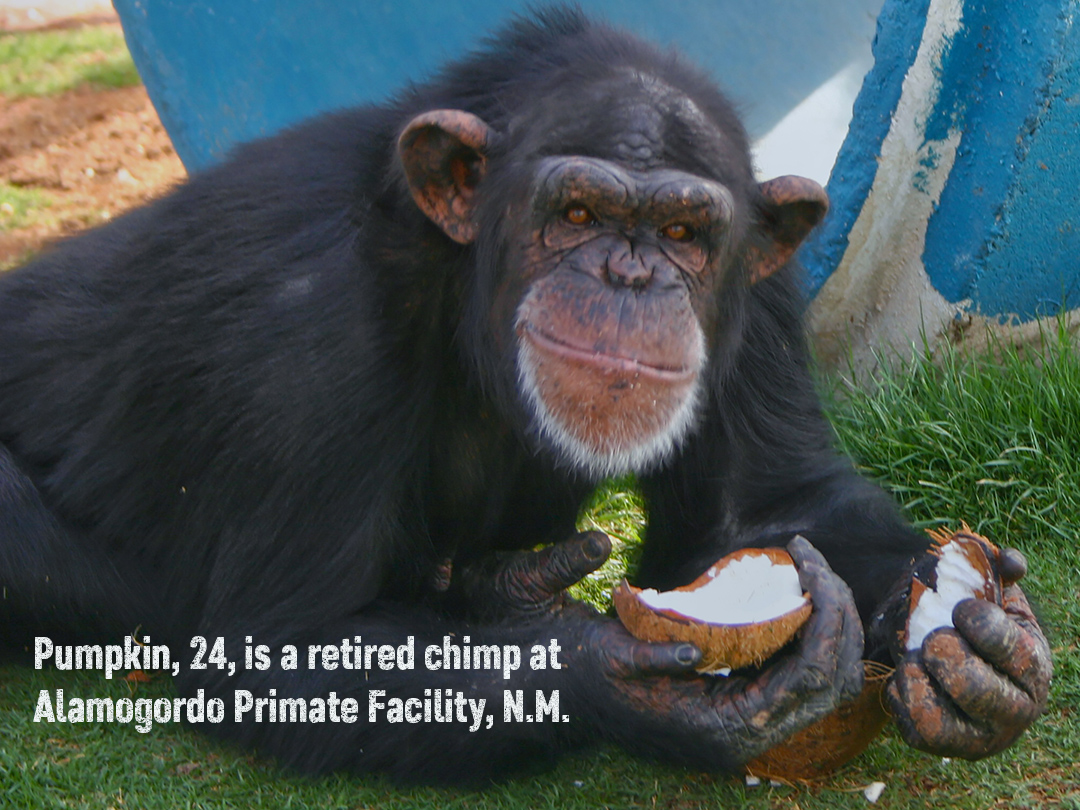 Alamogordo chimps get hiatus from painful experiments. Kinship Circle