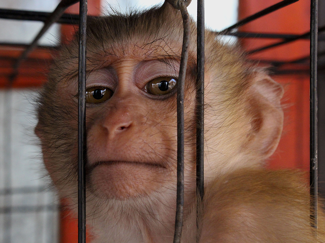 Puerto Rico boots Bioculture monkey breeders-for-research. Kinship Circle