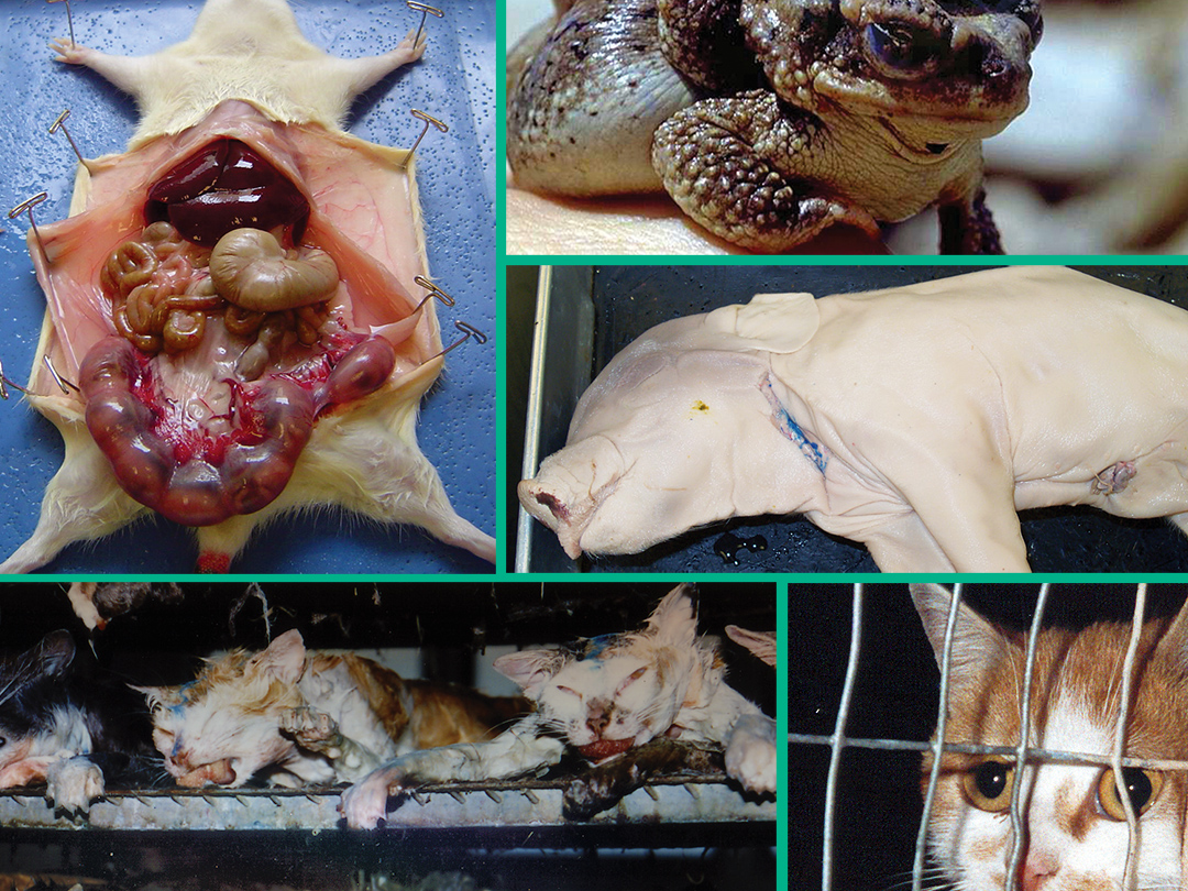 Biology instructors say yes to virtual dissection. Kinship Circle