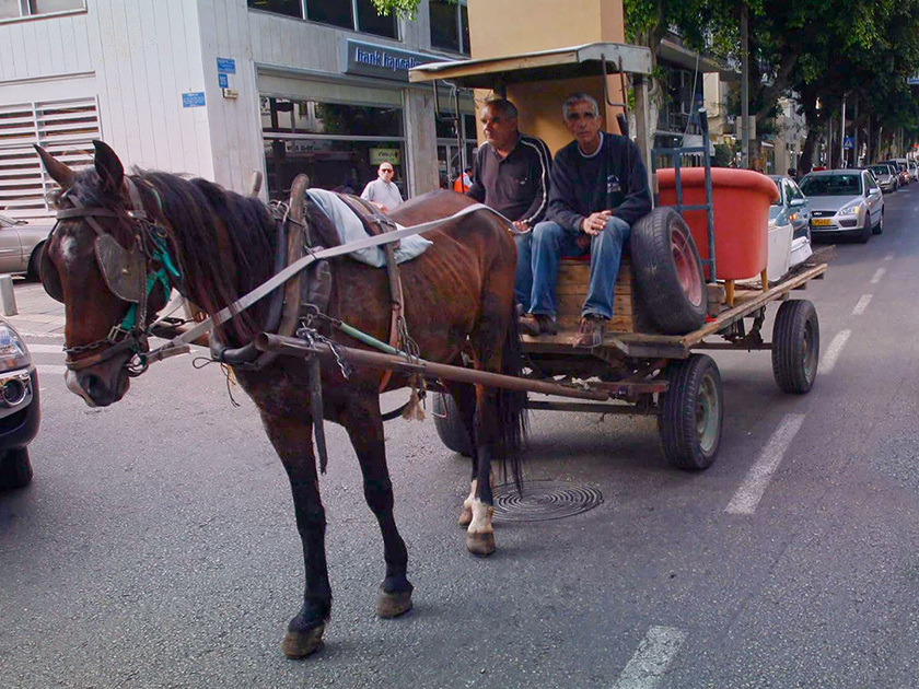 Israel declares nationwide ban on horse-drawn carts. Kinship Circle