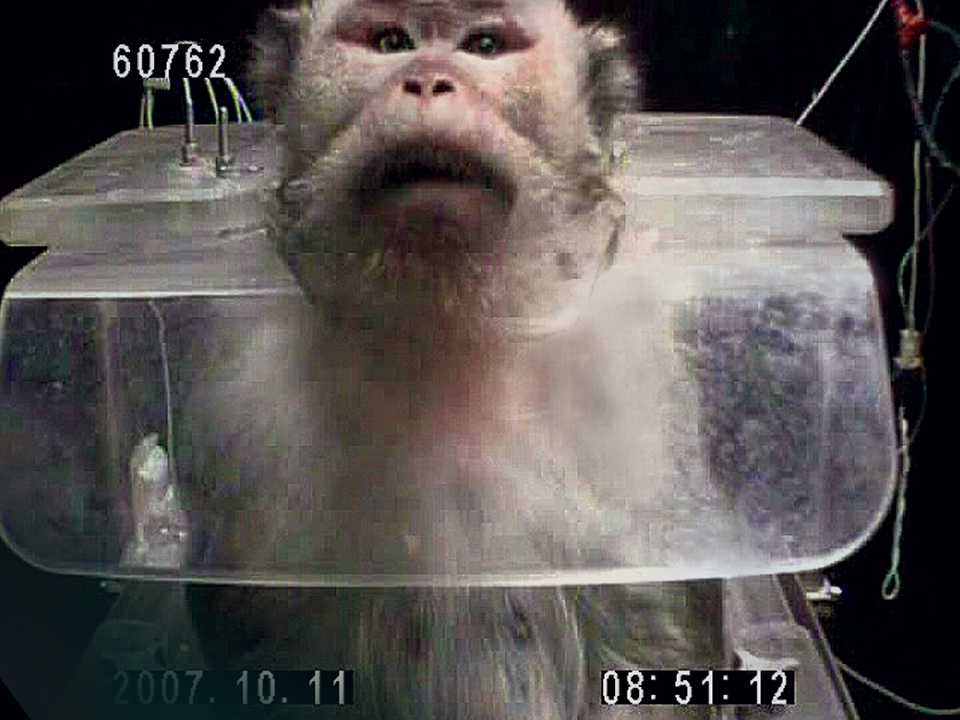 Israel vetoes Mazor Farm primates for research. Kinship Circle'