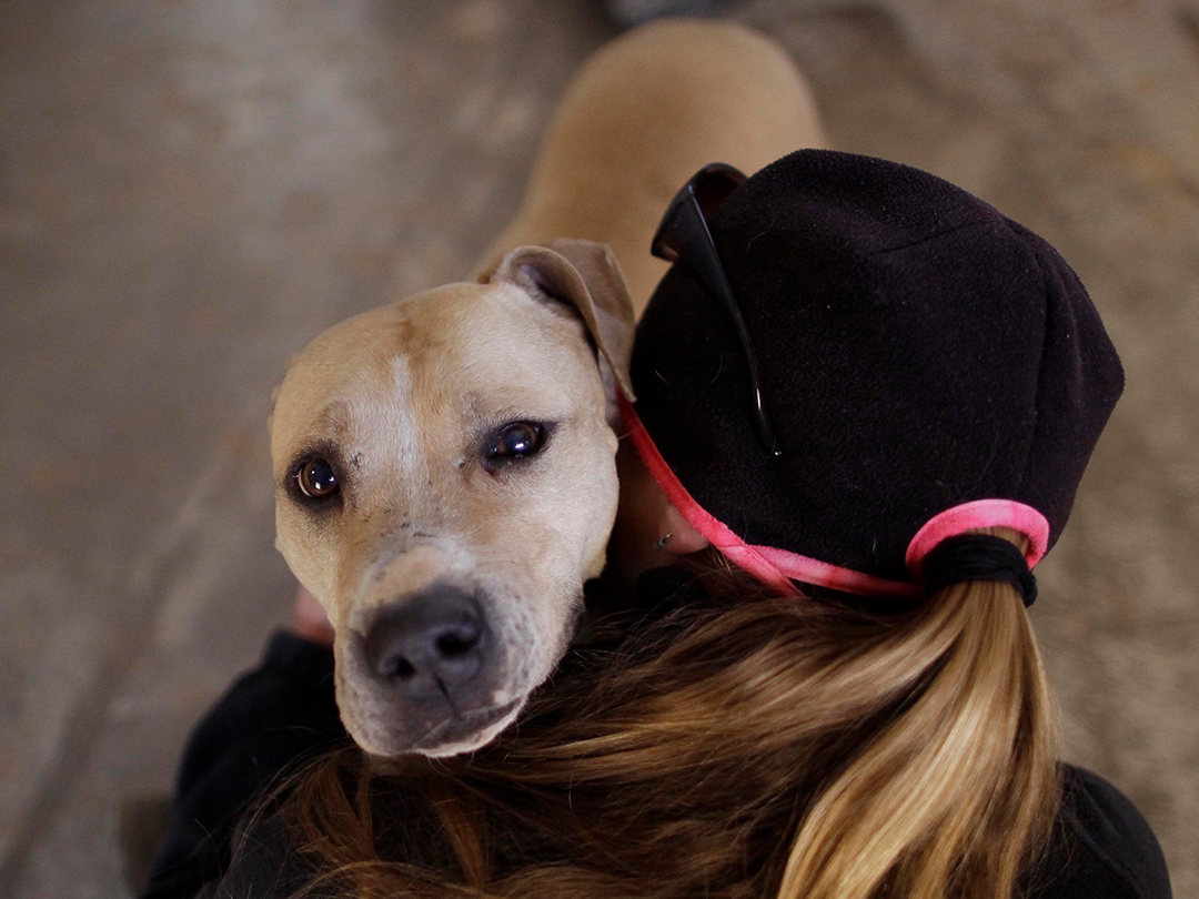 Michael Vick dogfight bust years later, more victims saved? Kinship Circle'