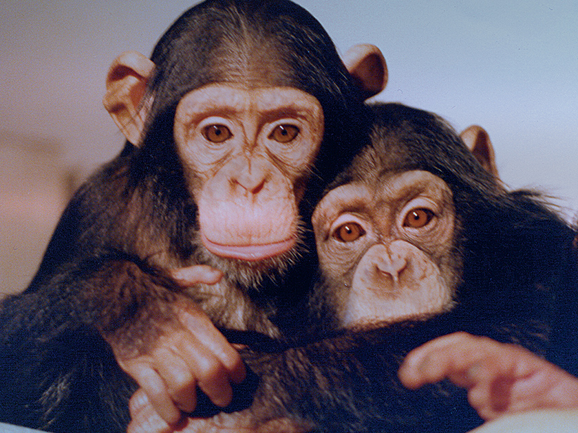 Over 100 New Iberia chimps are freed from animal experimentation. Kinship Circle