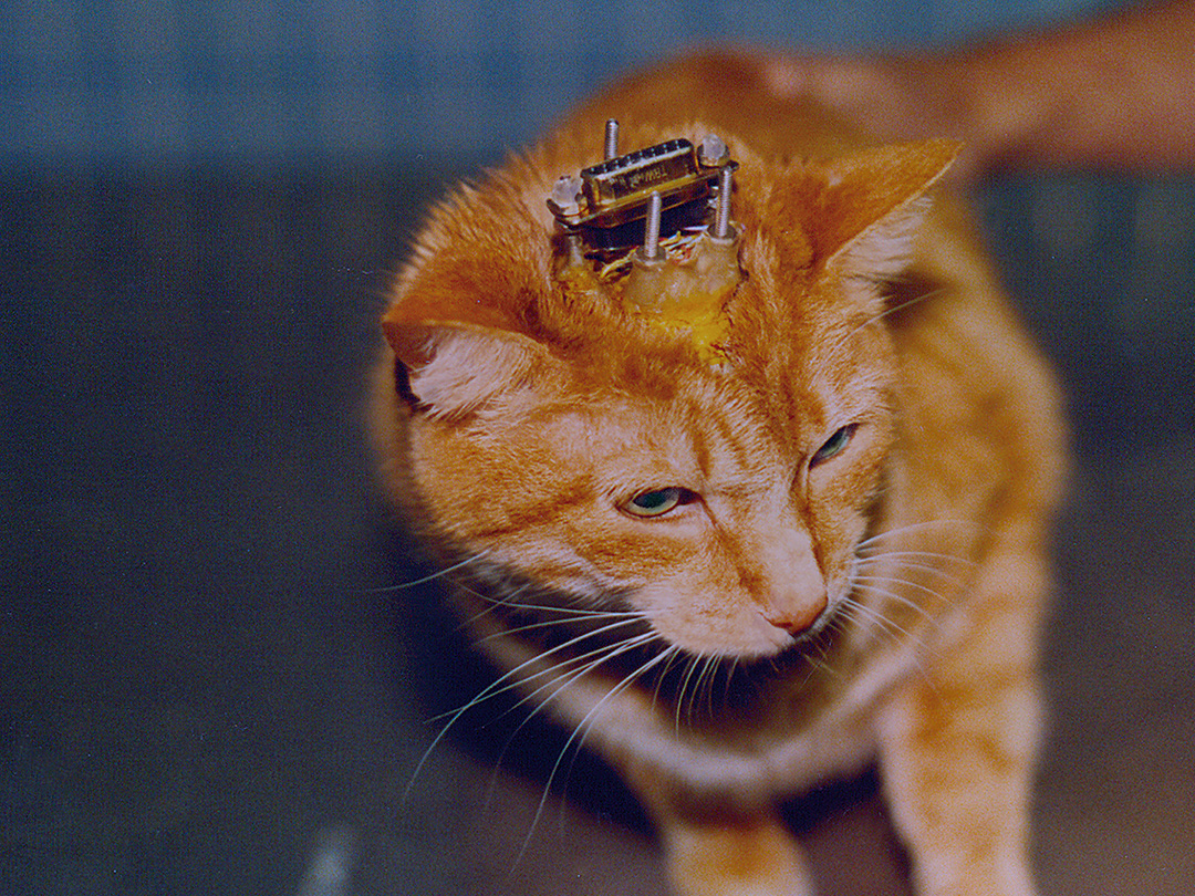 National Institutes of Health plans to transition from use of Class B cats in research labs. Kinship Circle