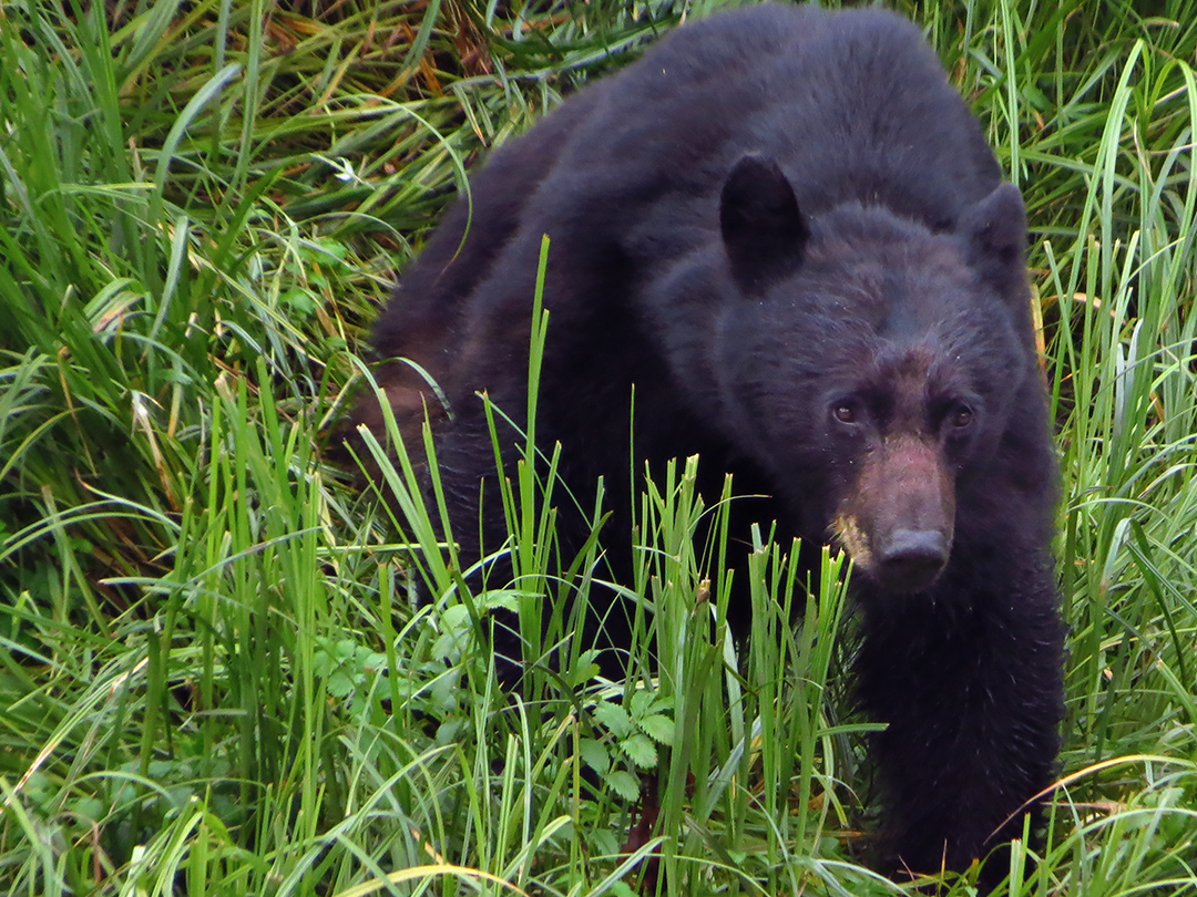 Wild animal triumph: Roadless Rule upheld. Kinship Circle