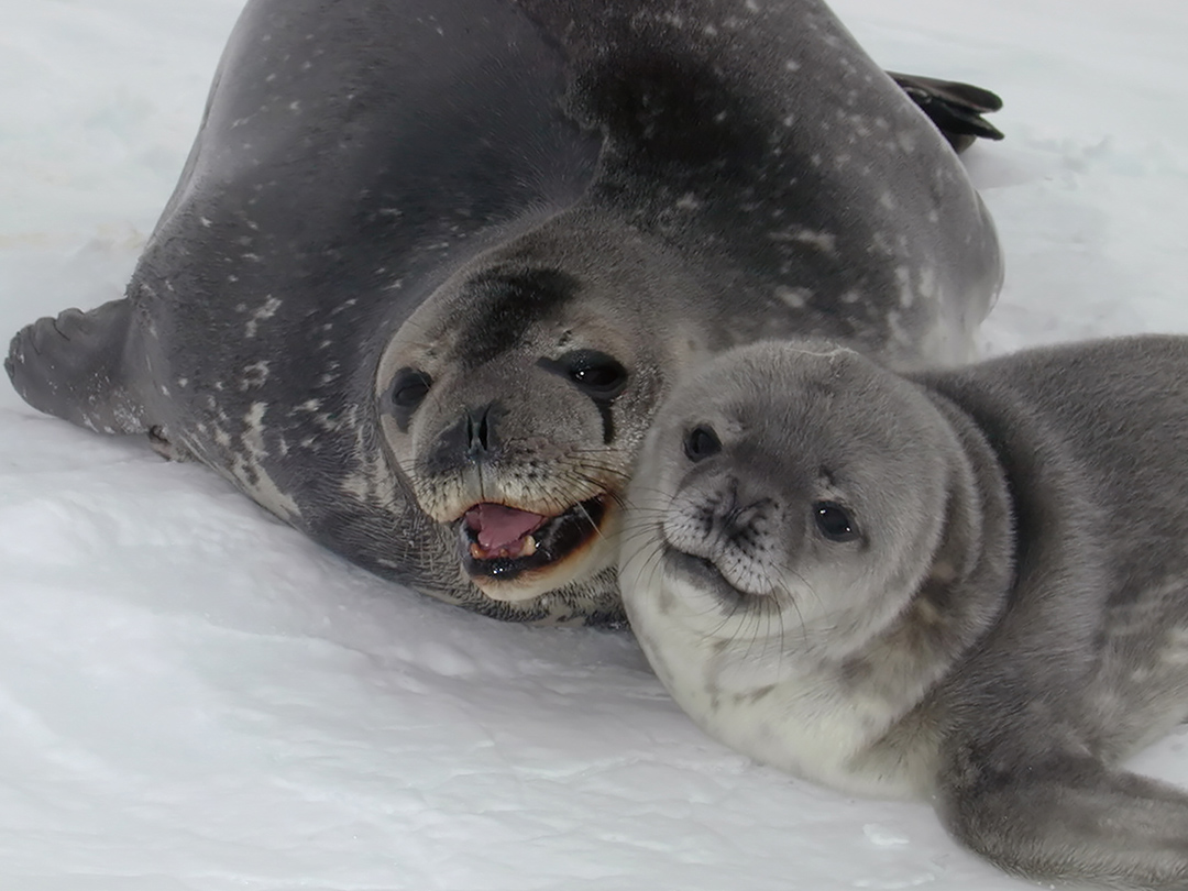 Canada grey seal hunt fizzles amid shrinking market for seal goods. Kinship Circle'