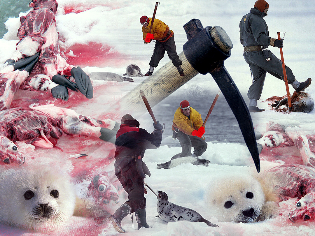 Seal products banned across European Union nations. Kinship Circle