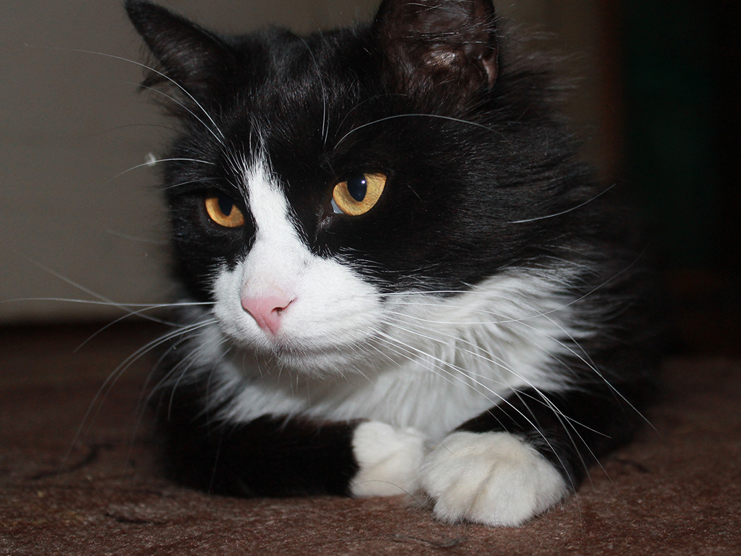 California cities say no to cruel declawing. Kinship Circle