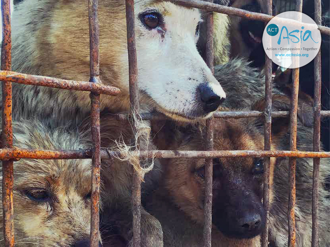 European ban on dog/cat fur becomes full, codified law. Kinship Circle
