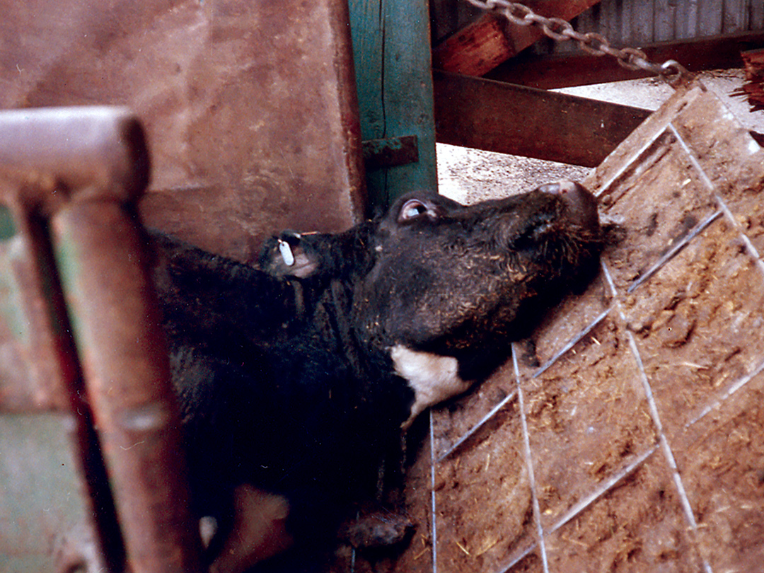 Obama admin bans slaughter of non-ambulatory, downer cows. Kinship Circle