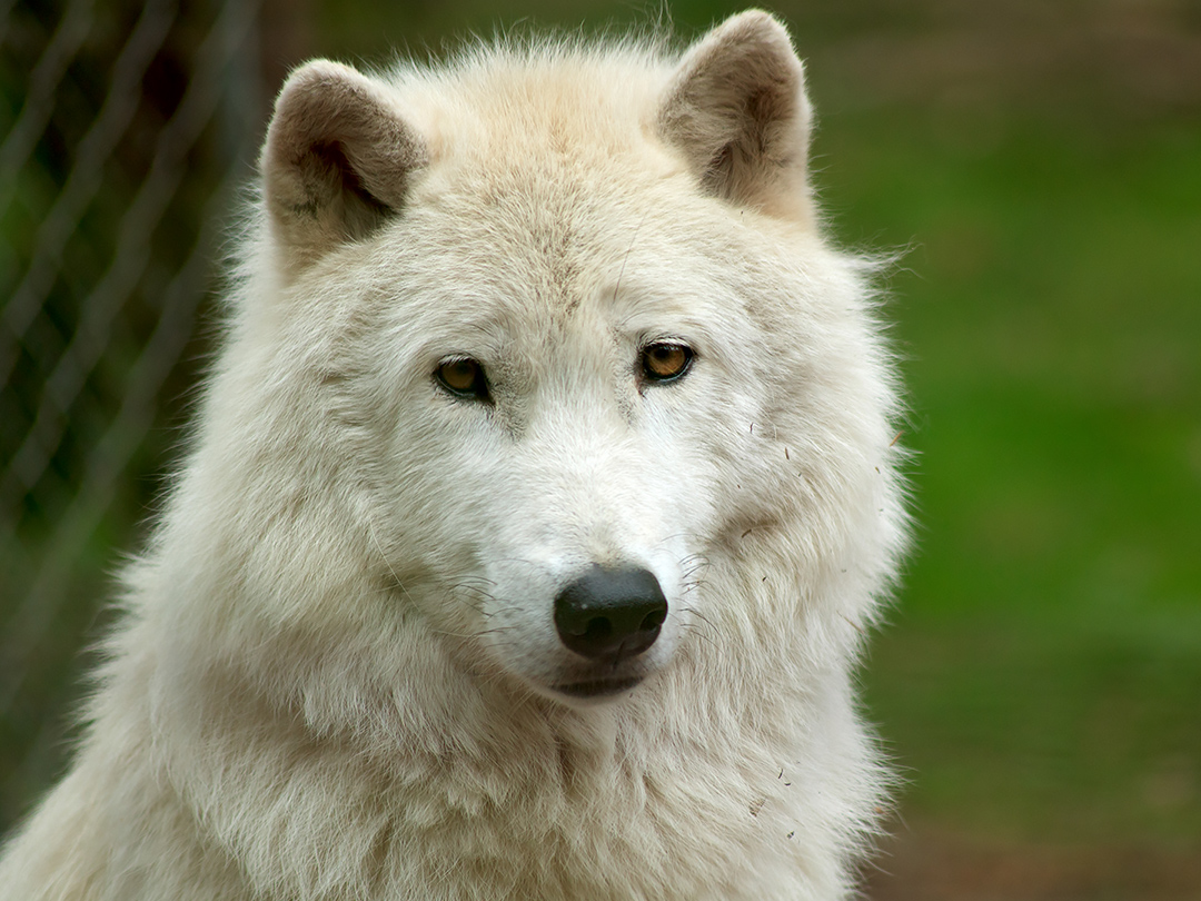 Obama admin restores rule at heart of Endangered Species Act. Kinship Circle