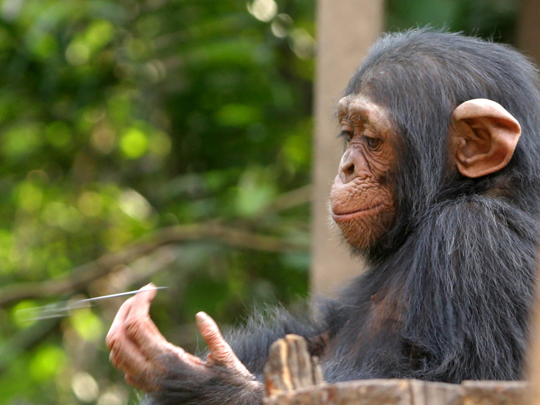 U.S. House passes primate pet bill in shadow of Travis tragedy. Primates are wired to be wild. Kinship Circle'