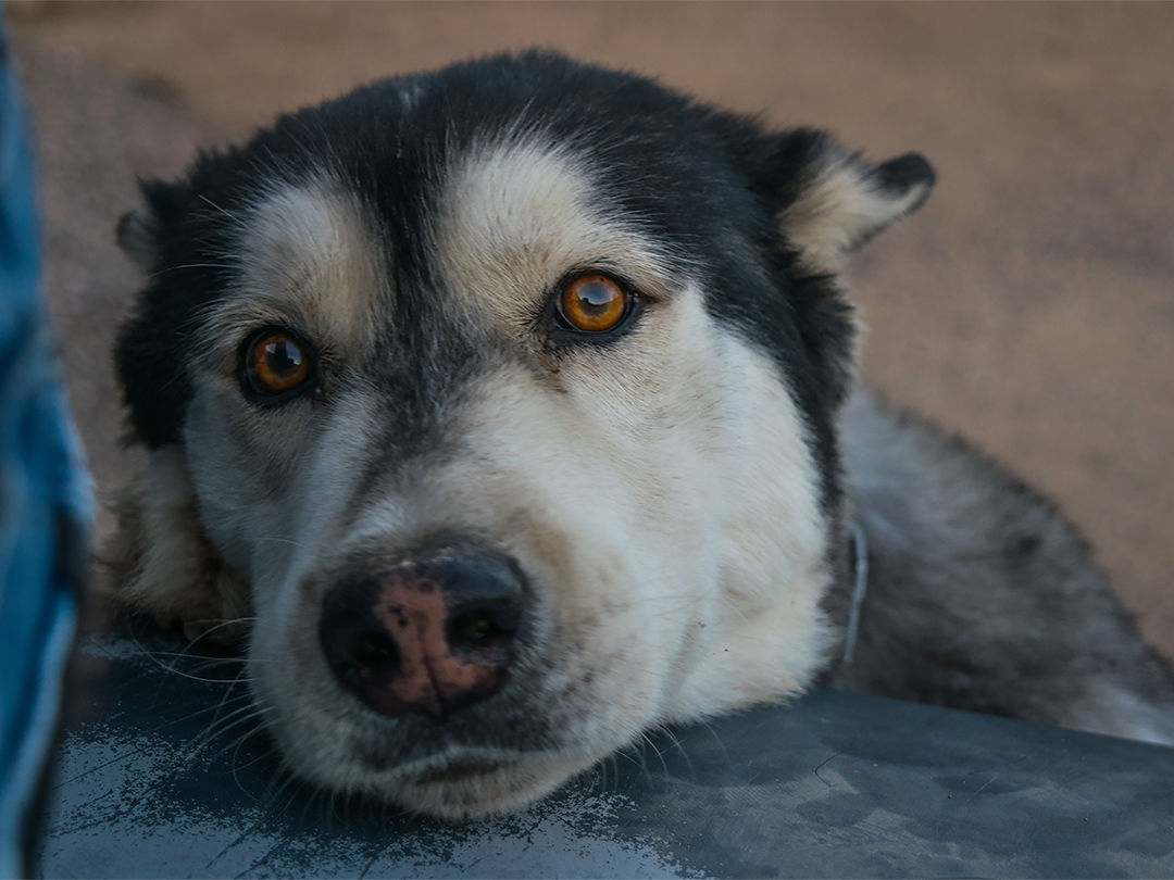 A man who sawed off a Husky's teeth gets jail time and ban on animal possession. Kinship Circle'