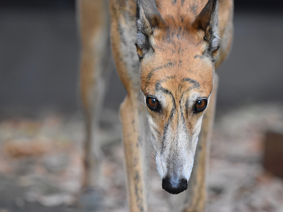Greyhound racing is rejected in Jamaica. Kinship Circle