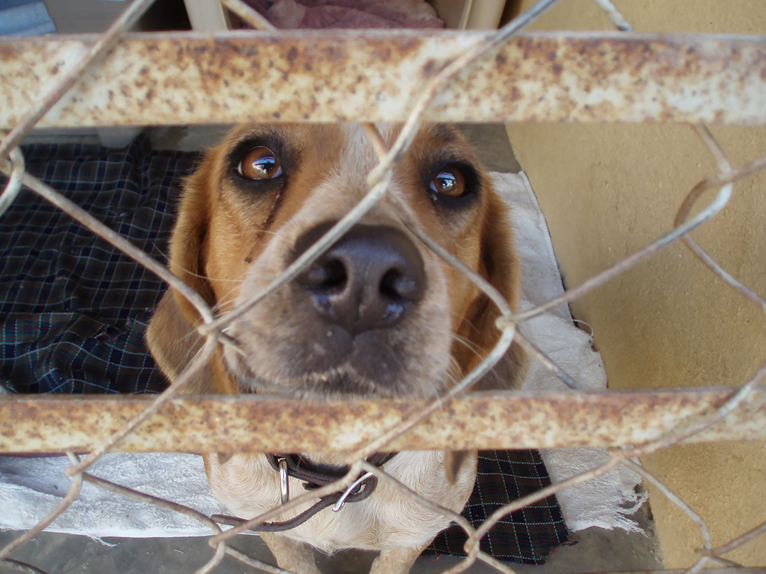 R&R Research loses contract For Michigan pound seizure. Kinship Circle