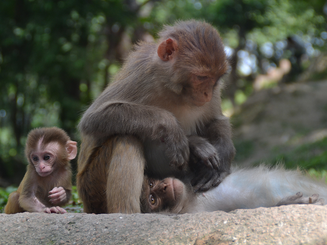 Gates of Hell close for Nepal monkeys. Kinship Circle