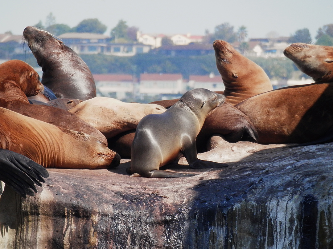 Casa Beach seals can stay. San Diego has legal leeway to let seals stay in cove. Kinship Circle