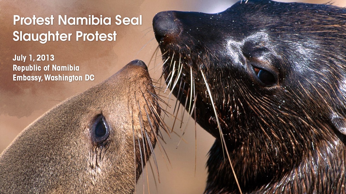 69-Namibia-Seal-Hunt