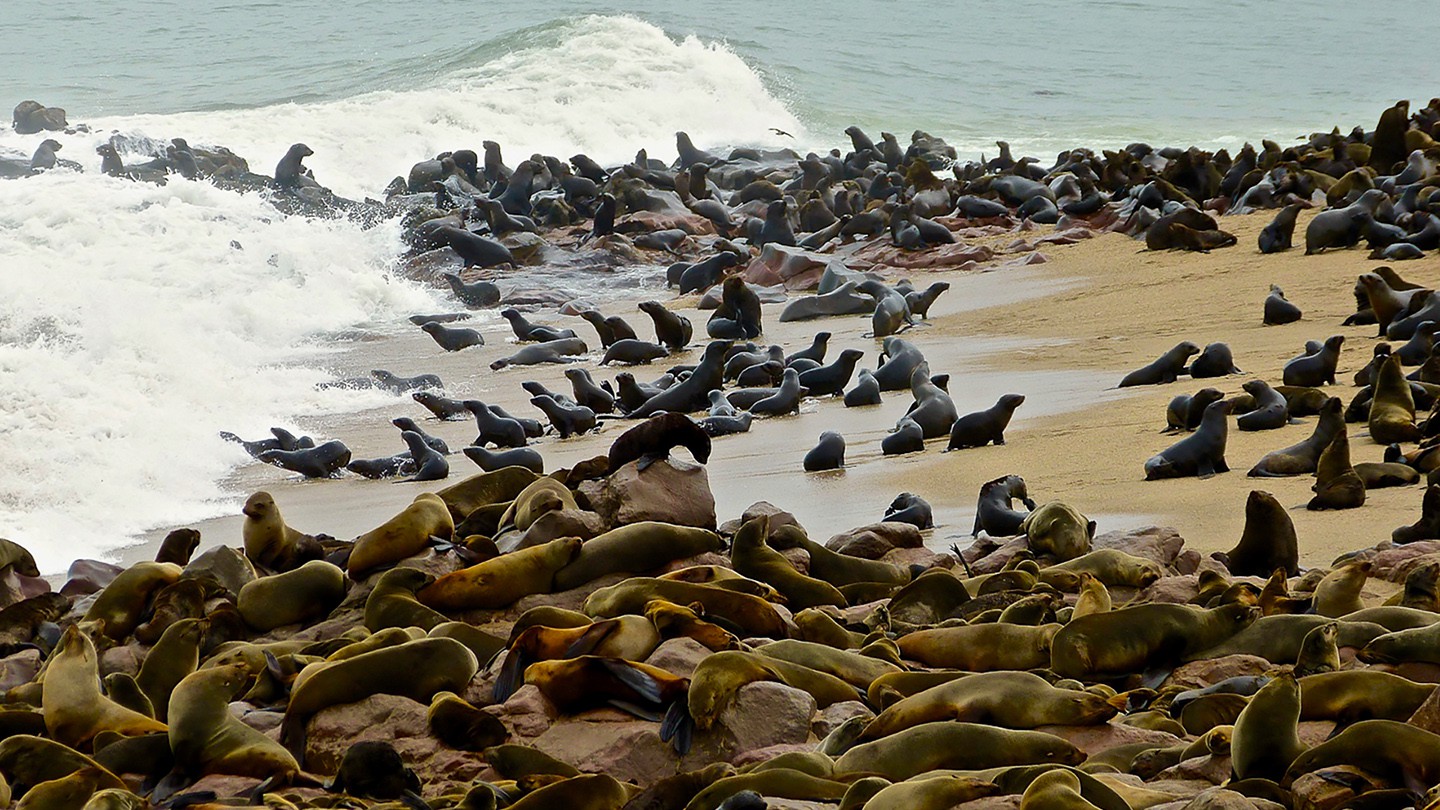 77-Namibia-Seals-ByAudreyBenedict